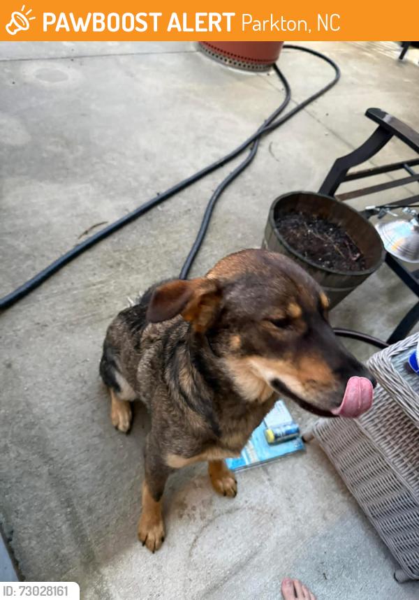 Found/Stray Male Dog last seen Brisson Road Area, Parkton, NC 28371
