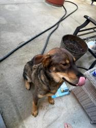 Found/Stray Male Dog last seen Brisson Road Area, Parkton, NC 28371