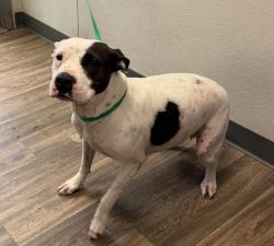 Shelter Stray Female Dog last seen Russel Street, San Diego, CA, 92106, 5500 Gaines St, San Diego, CA 92110, USA