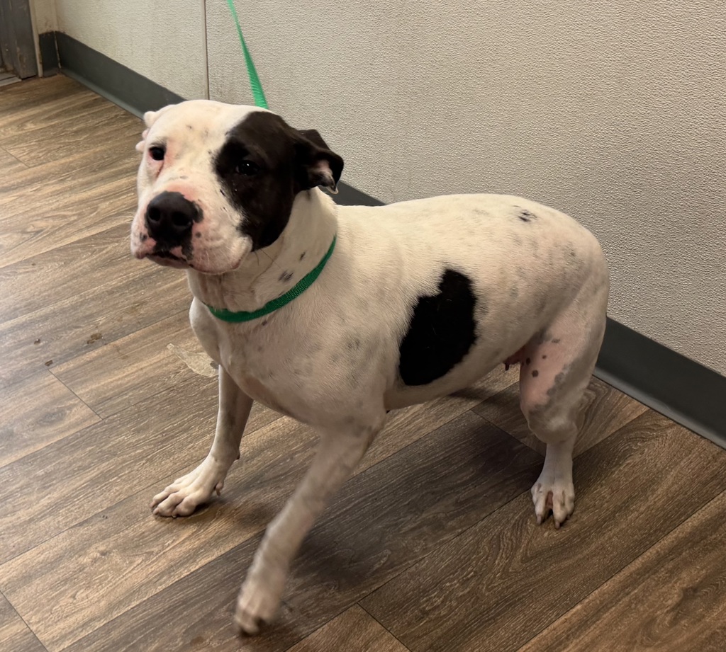Shelter Stray Female Dog last seen Russel Street, San Diego, CA, 92106, 5500 Gaines St, San Diego, CA 92110, USA