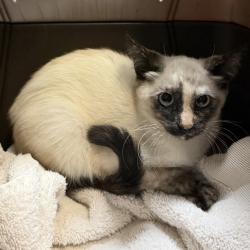 Shelter Stray Female Cat last seen backyard, San Diego, CA, 92114, 5500 Gaines St, San Diego, CA 92110, USA
