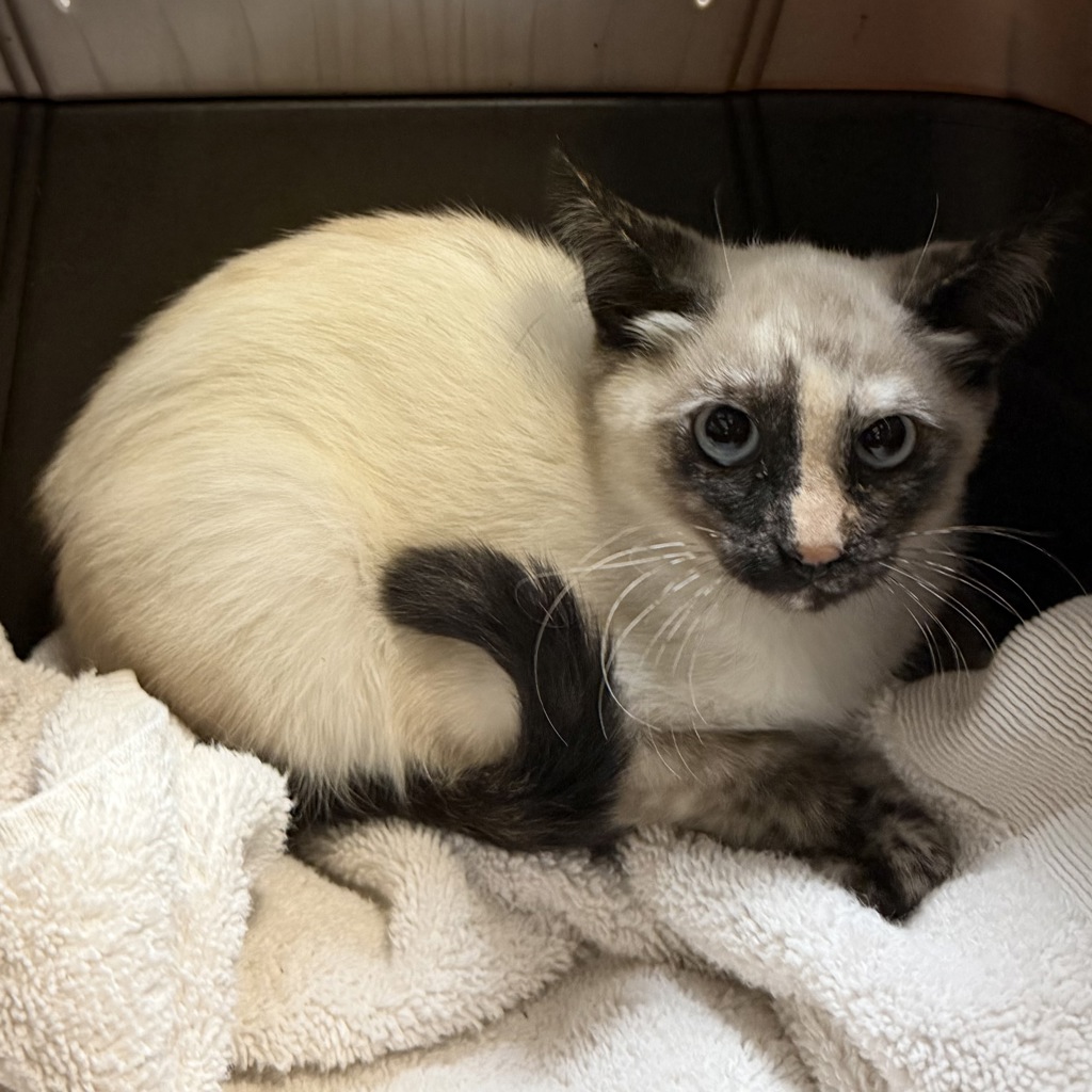 Shelter Stray Female Cat last seen backyard, San Diego, CA, 92114, 5500 Gaines St, San Diego, CA 92110, USA