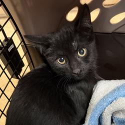 Shelter Stray Male Cat last seen backyard, San Diego, CA, 92114, 5500 Gaines St, San Diego, CA 92110, USA