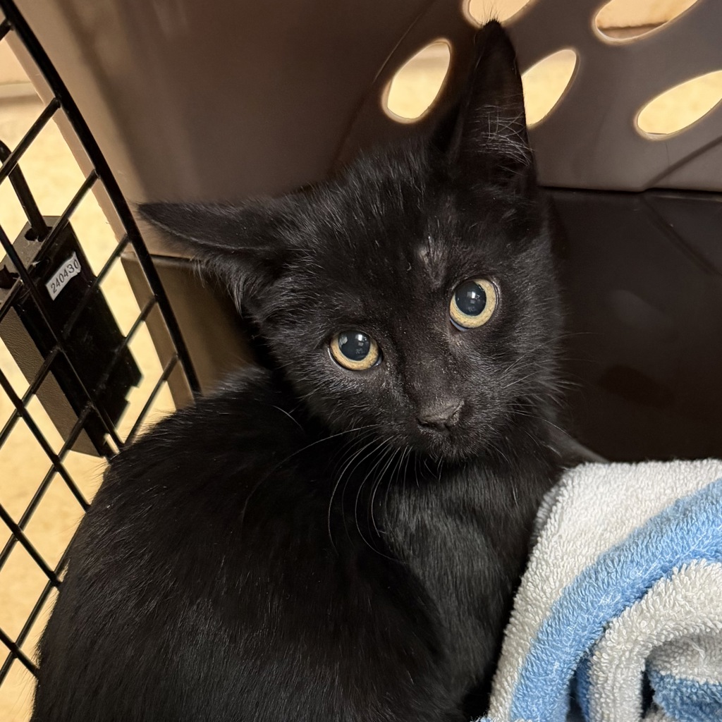 Shelter Stray Male Cat last seen backyard, San Diego, CA, 92114, 5500 Gaines St, San Diego, CA 92110, USA