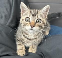 Shelter Stray Female Cat last seen Near Marina Boulevard, SAN LEANDRO, CA, 94577, 8323 Baldwin St, Oakland, CA 94621, USA