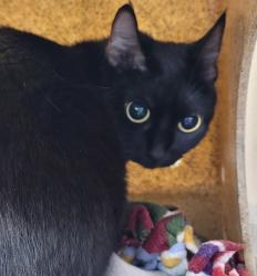 Shelter Stray Female Cat last seen NE 44th/Broadway, OR, 1700 W Historic Columbia River Hwy, Troutdale, OR 97060, USA