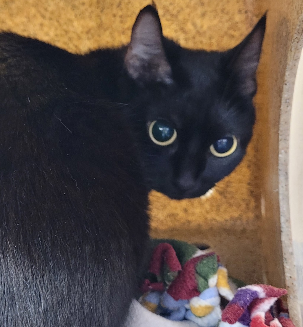Shelter Stray Female Cat last seen NE 44th/Broadway, OR, 1700 W Historic Columbia River Hwy, Troutdale, OR 97060, USA