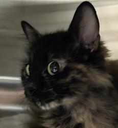 Shelter Stray Female Cat last seen Near El Cajon Boulevard, San Diego, CA, 92115, El Cajon, CA 92020, USA