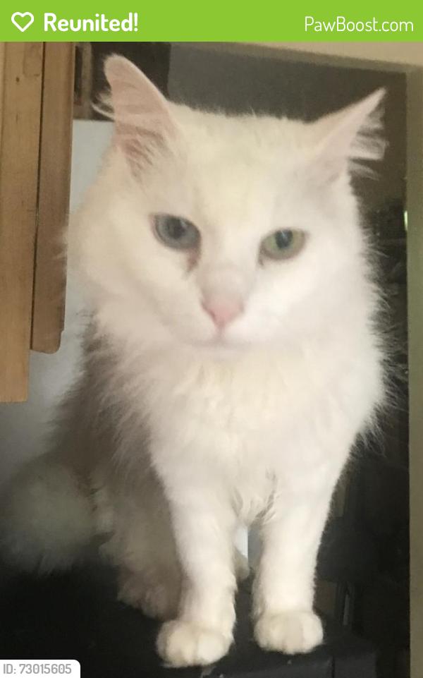Reunited Female Cat last seen Bikepath near Barrel Cooper Ct neighborhoods, Reston, VA 20191