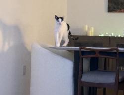 Lost Female Cat last seen San Lazzaro Ave, Bradenton, FL 34205