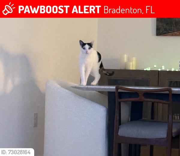 Lost Female Cat last seen San Lazzaro Ave, Bradenton, FL 34205