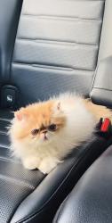 Found/Stray Female Cat last seen Dairy Ashford Rd and Memorial Dr, Houston, TX 77079