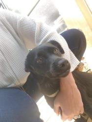 Reunited Female Dog last seen English ct, Lumpkin County, GA 30533