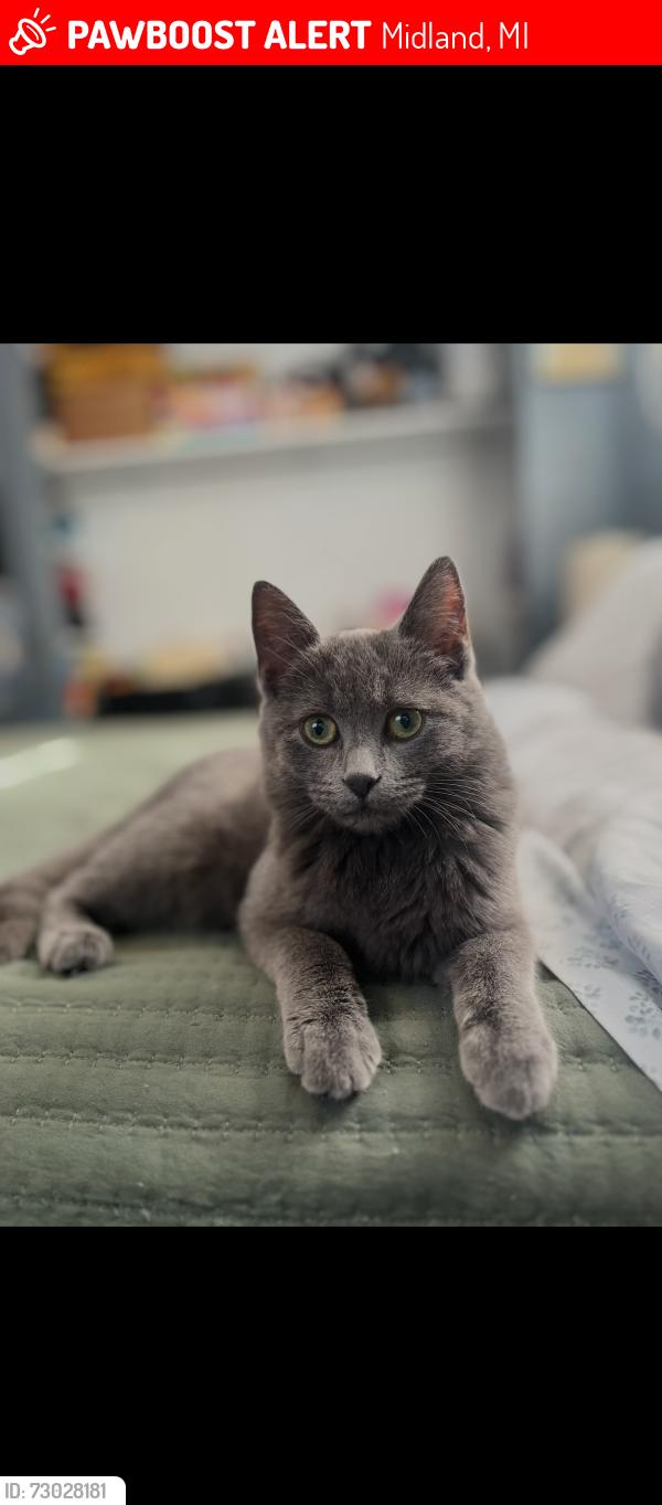 Lost Female Cat last seen Swede and Sugnet, Midland, MI 48642