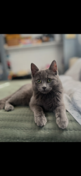 Lost Female Cat last seen Swede and Sugnet, Midland, MI 48642