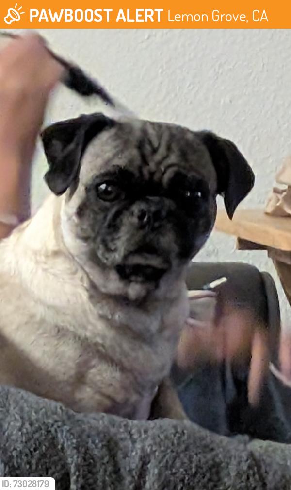 Found/Stray Female Dog last seen Lemon grove academy middle, Lemon Grove, CA 91946