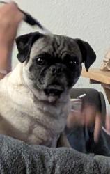 Found/Stray Female Dog last seen Lemon grove academy middle, Lemon Grove, CA 91946
