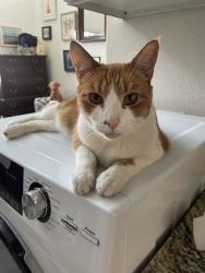 Lost Male Cat last seen Shoal Creek and 15th, Austin, TX 78701