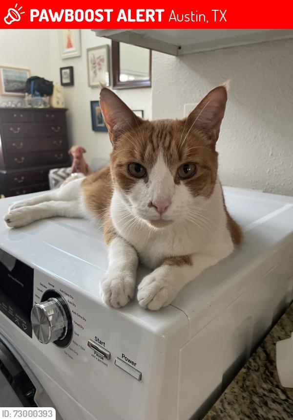 Lost Male Cat last seen Shoal Creek and 15th, Austin, TX 78701