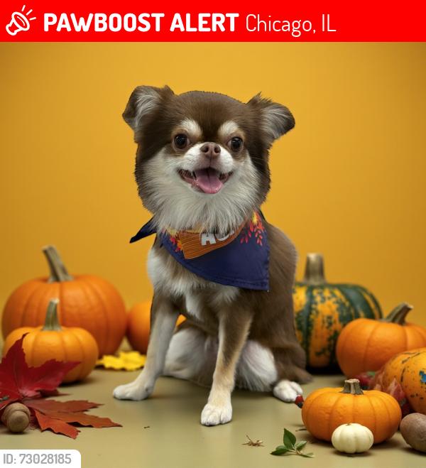 Lost Male Dog last seen Whipple, Chicago, IL 60652