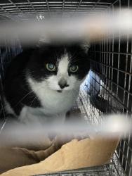 Found/Stray Female Cat last seen Desoto Street and Bush Ave, Saint Paul, MN 55130