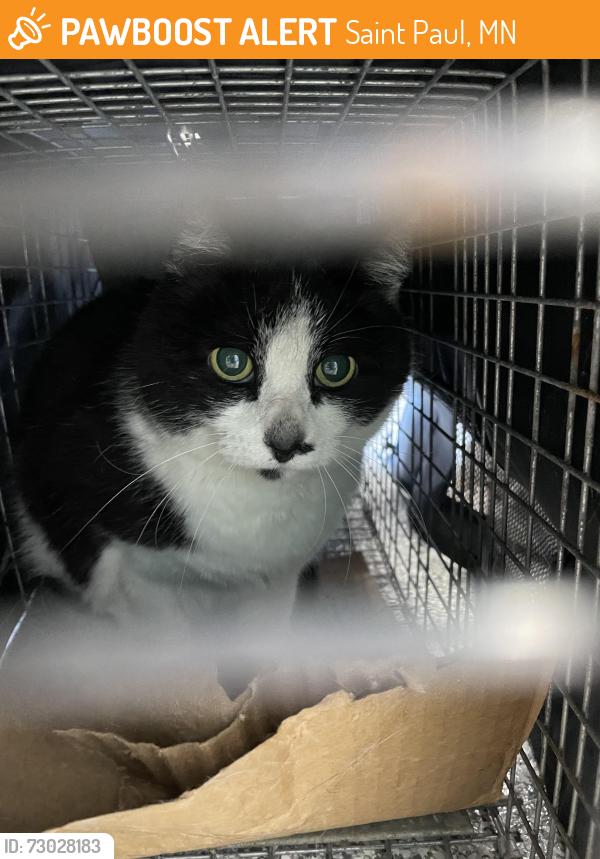 Found/Stray Female Cat last seen Desoto Street and Bush Ave, Saint Paul, MN 55130