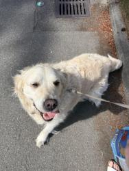 Found/Stray Female Dog last seen Phantom Lake Elementary School, Bellevue, WA 98008