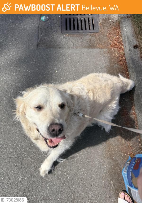 Found/Stray Female Dog last seen Phantom Lake Elementary School, Bellevue, WA 98008