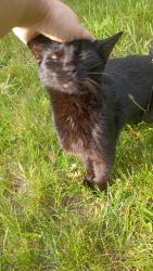 Found/Stray Female Cat last seen alpenhorn and Lamoreaux Dr, Comstock Park, MI 49321