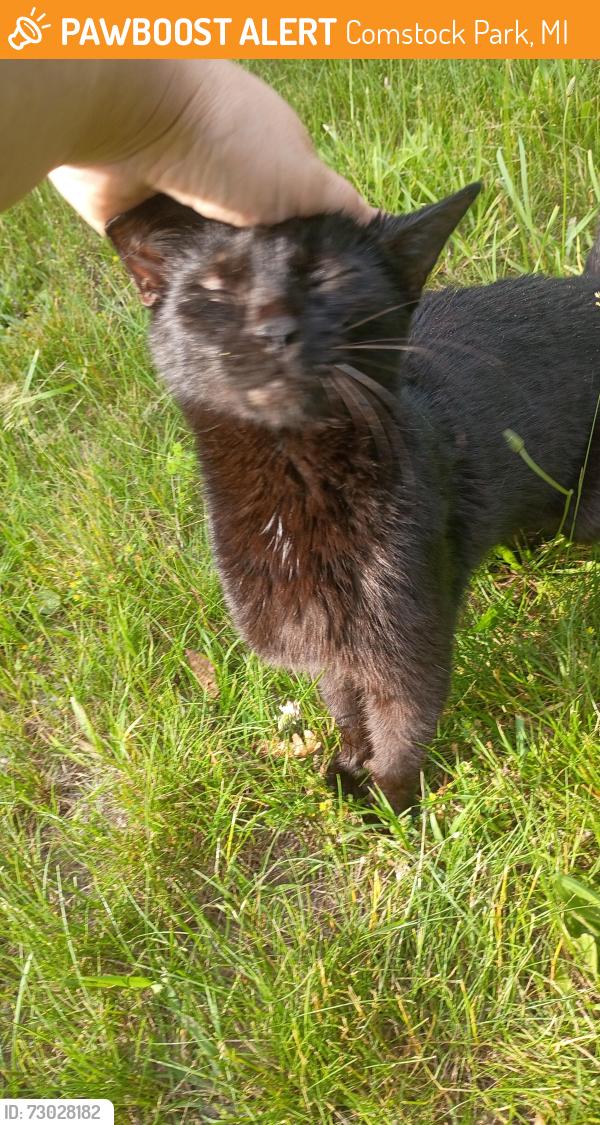 Found/Stray Female Cat last seen alpenhorn and Lamoreaux Dr, Comstock Park, MI 49321