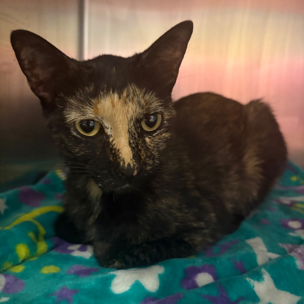 Shelter Stray Female Cat last seen , 4500 N Access Rd, Chattanooga, TN 37415, USA