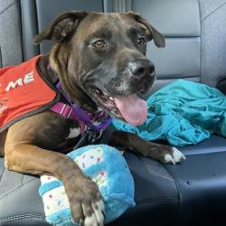 Shelter Stray Female Dog last seen , Animal Care & Control Team of Philly, 111 W Hunting Park Ave, Philadelphia, PA 19140, USA