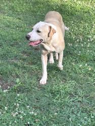 Found/Stray Male Dog last seen Cooley bridge rd, Pelzer, SC 29669