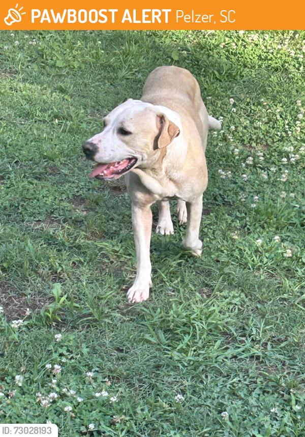 Found/Stray Male Dog last seen Cooley bridge rd, Pelzer, SC 29669