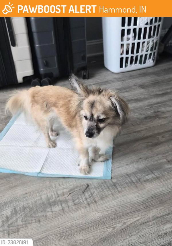 Found/Stray Male Dog last seen STRACK VAN TIL, Hammond, IN 46320