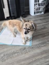 Found/Stray Male Dog last seen STRACK VAN TIL, Hammond, IN 46320