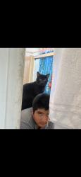 Lost Male Cat last seen Park and maple, Montebello, CA 90640