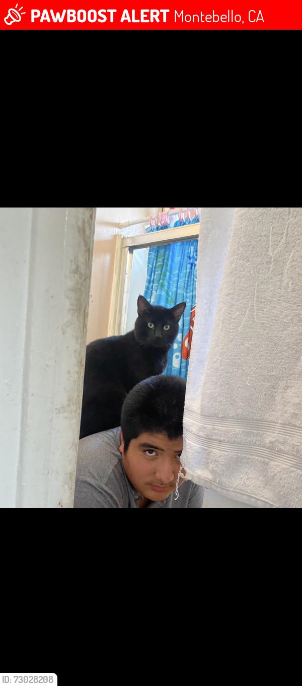 Lost Male Cat last seen Park and maple, Montebello, CA 90640