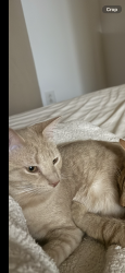 Lost Male Cat last seen New leesvile Blvd, Edebury Rd, Raleigh, NC 27613