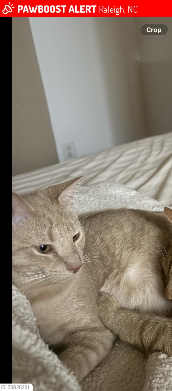 Lost Male Cat last seen New leesvile Blvd, Edebury Rd, Raleigh, NC 27613