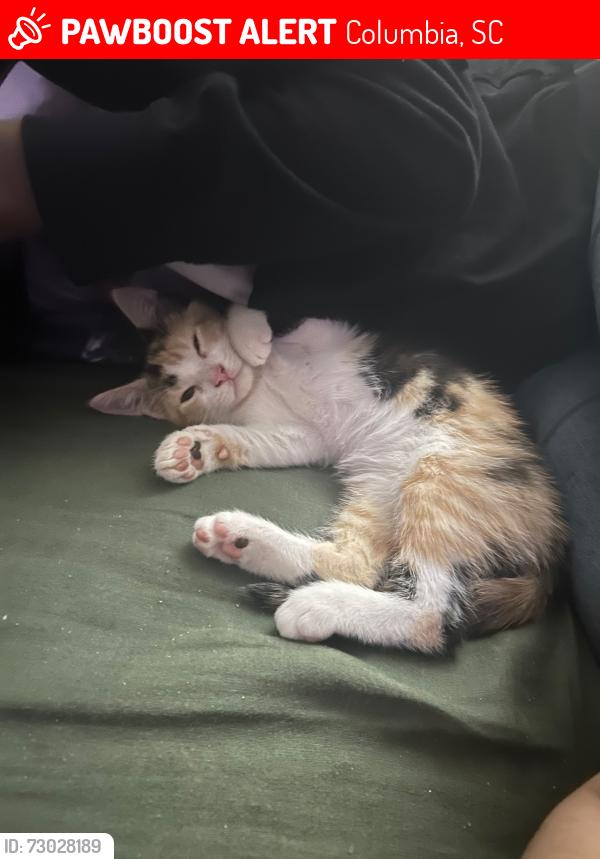 Lost Female Cat last seen Seven oaks, Columbia, SC 29210