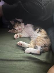 Lost Female Cat last seen Seven oaks, Columbia, SC 29210