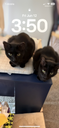 Lost Male Cat last seen Gibson, Henderson, NV 89012