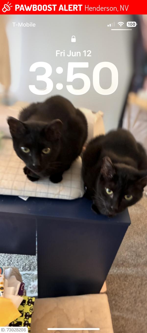 Lost Male Cat last seen Gibson, Henderson, NV 89012