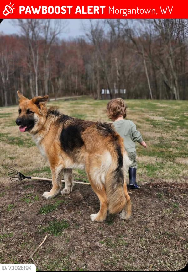 Lost Female Dog last seen Dug Hill road, Morgantown, WV 26504
