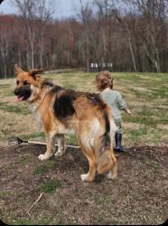 Lost Female Dog last seen Dug Hill road, Morgantown, WV 26504