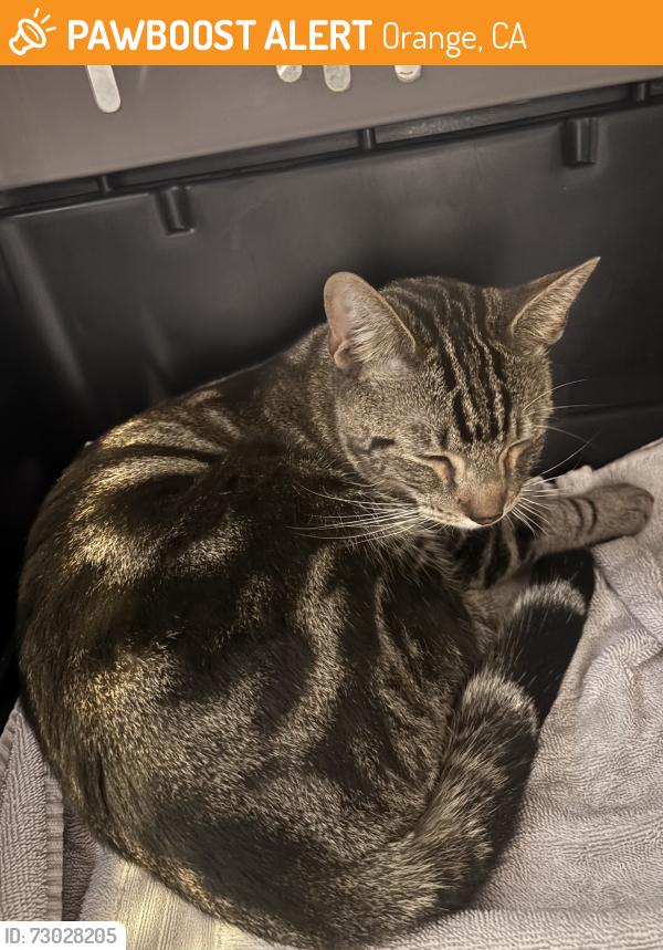 Found/Stray Male Cat last seen At Orange City Library, Orange, CA 92866