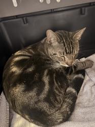 Found/Stray Male Cat last seen At Orange City Library, Orange, CA 92866