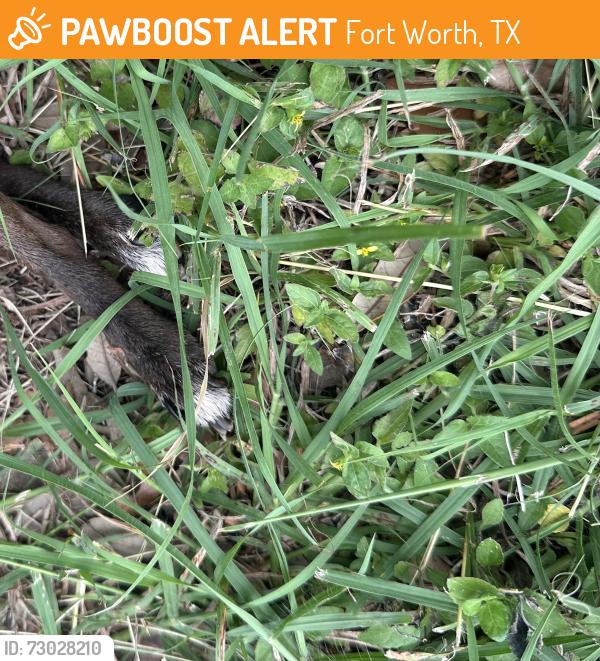 Found/Stray Male Dog last seen Misty Ridge/ Greenfern, Fort Worth, TX 76137
