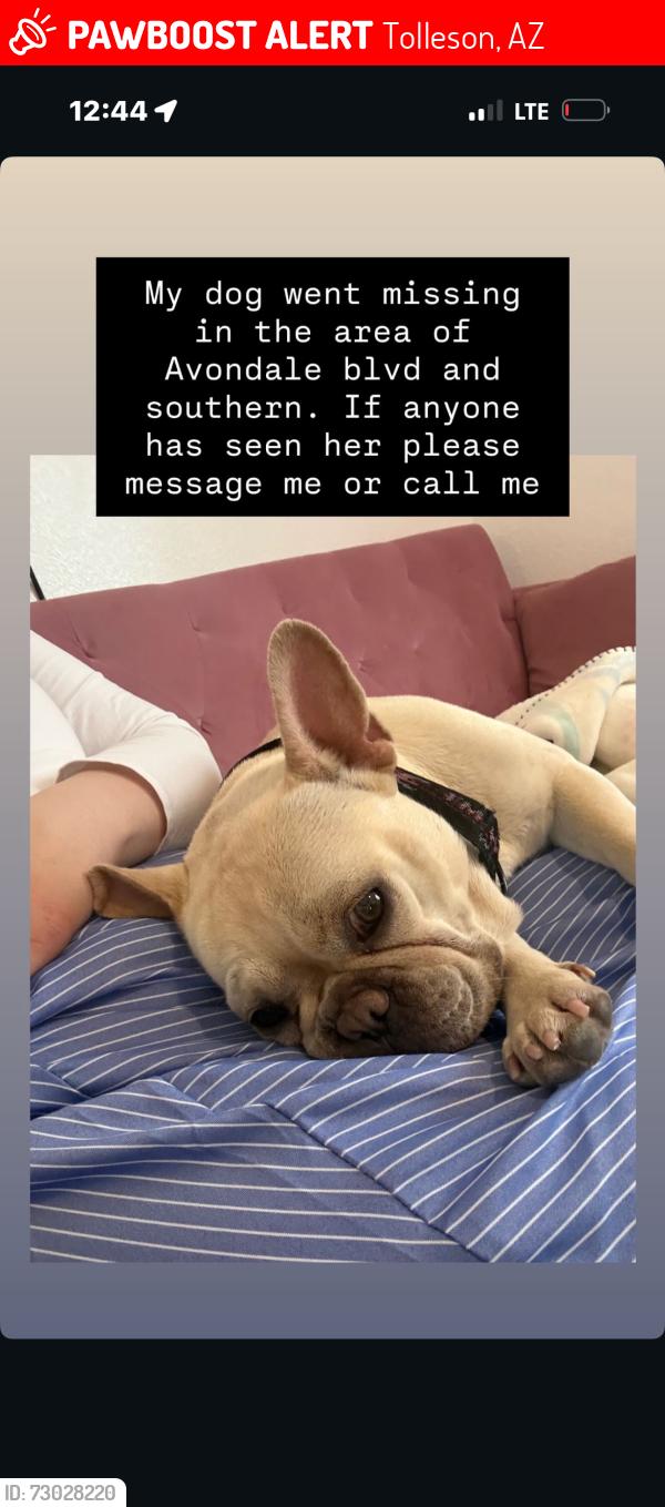 Lost Female Dog last seen Circle k, Tolleson, AZ 85353